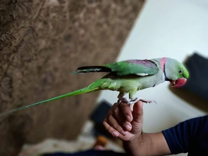 Alexander Raw Parrot for sale 3