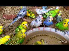 Australian parrots (budgies) for sale