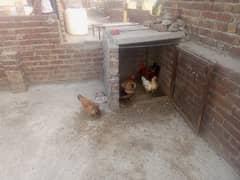 3 hen 1 cook healthy and active