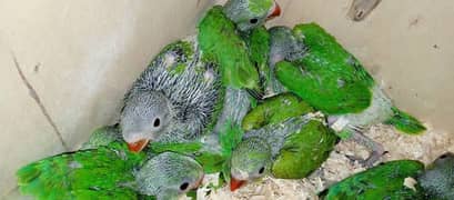 green ringneck chicks