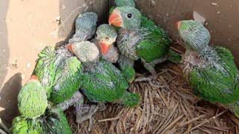 green ringneck chicks 2