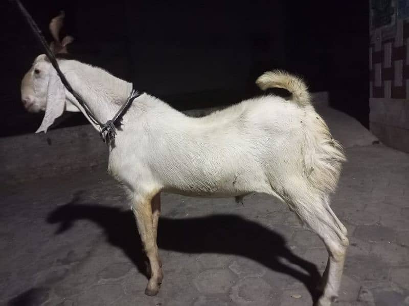 Bakra Pair For Sale 0