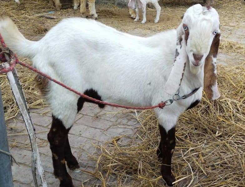 Bakra Pair For Sale 2