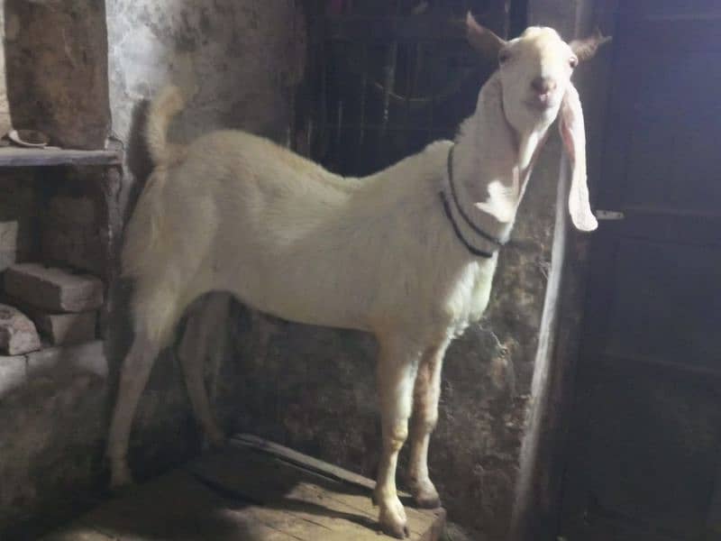 Bakra Pair For Sale 3