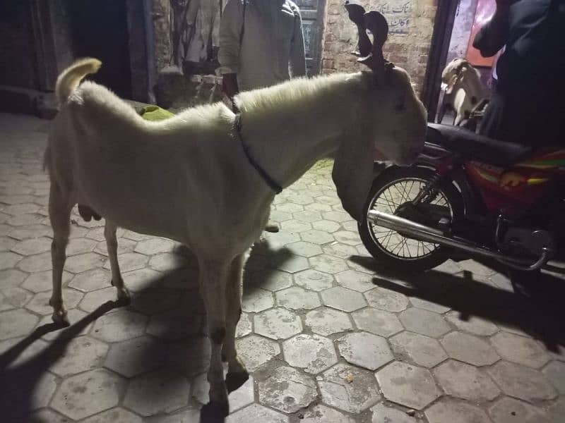 Bakra Pair For Sale 4