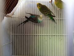 Australian Parrot Breeder pair  with cage