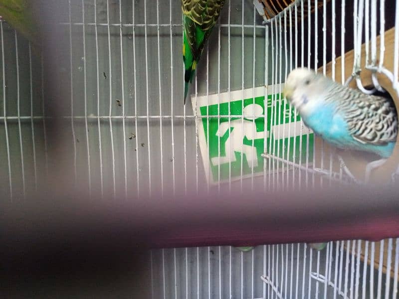 Australian Parrot Breeder pair  with cage 1