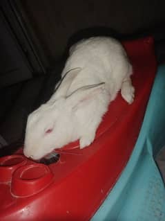 Desi Female Rabbit