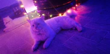 Tripple Coated American Persian White Color 
Fully Vacinnated PlayFuly