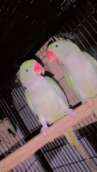raw parrots male female confrm pair for sale 1