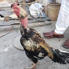 Pure Jawa Aseel murga for breed