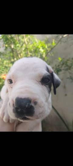 Pure bully male pup available for sale