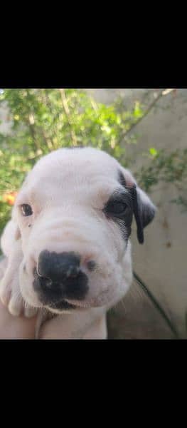 Pure bully male pup available for sale 0