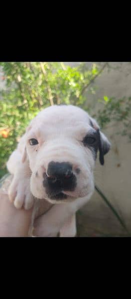 Pure bully male pup available for sale 1