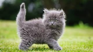 persian male kitten for sell