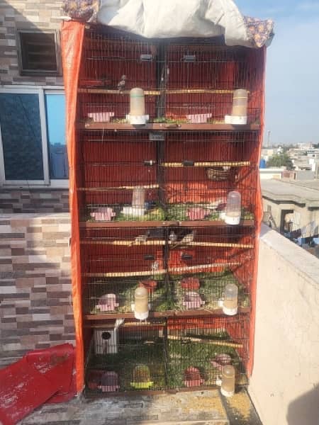 Urgent Sale Finches & dimond dove In Lahore also cages 8