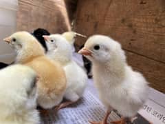 Light Sussex Heritage Chicks Of Every-age Avalibile