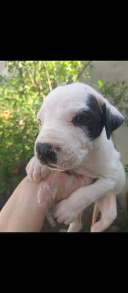 Pure bully male pup available for sale 2