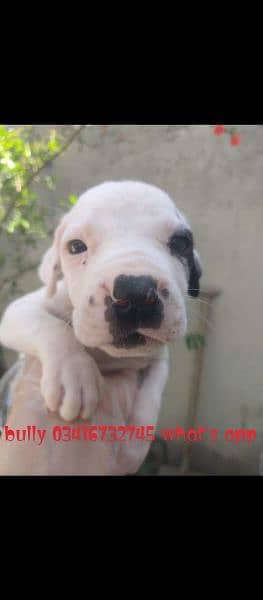 Pure bully male pup available for sale 3