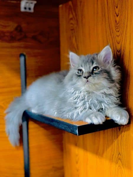 Persian Kitten | Punch face | Tripple coat | cute kitten | Doll face | 6