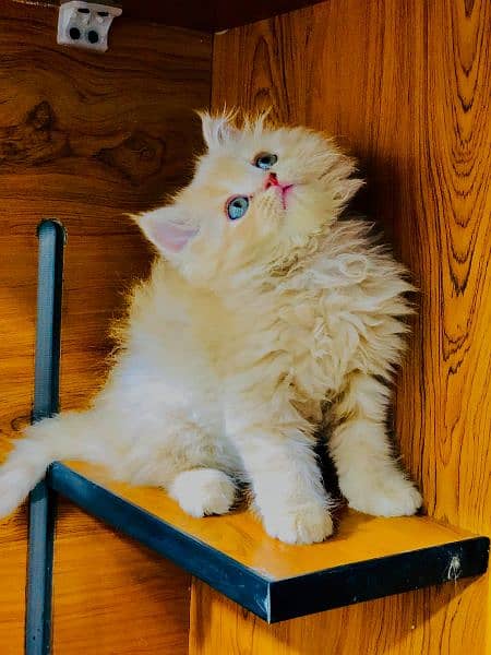 Persian Kitten | Punch face | Tripple coat | cute kitten | Doll face | 10