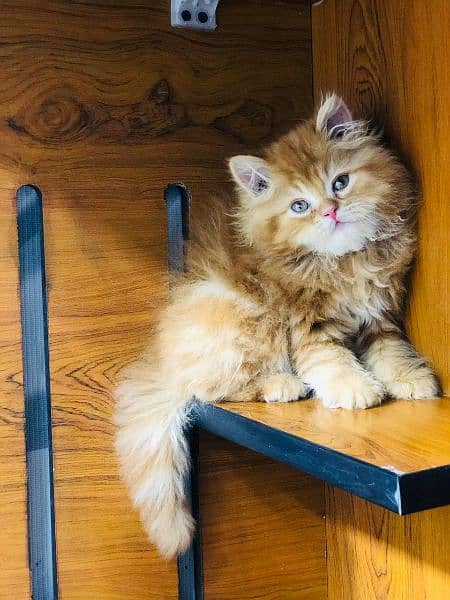 Persian Kitten | Punch face | Tripple coat | cute kitten | Doll face | 11
