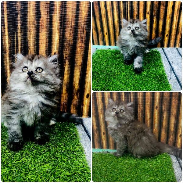 Persian Kitten | Punch face | Tripple coat | cute kitten | Doll face | 14