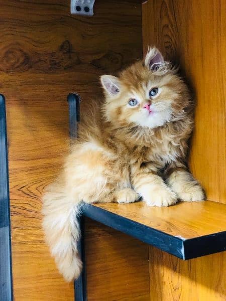 Persian Kitten | Punch face | Tripple coat | cute kitten | Doll face | 15