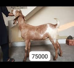 Desi / Goats / Goats pair / Bakry / Qurbani 2024