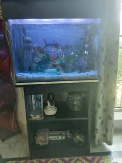 Fishes & Aquarium Setup for Sale