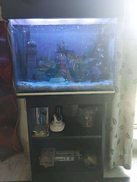 Fishes & Aquarium Setup for Sale 2