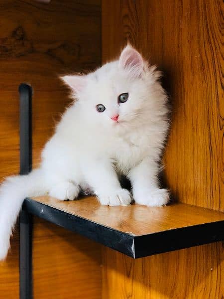 Persian Kitten | Punch face | Tripple coat | Persian Cat | Doll face | 16