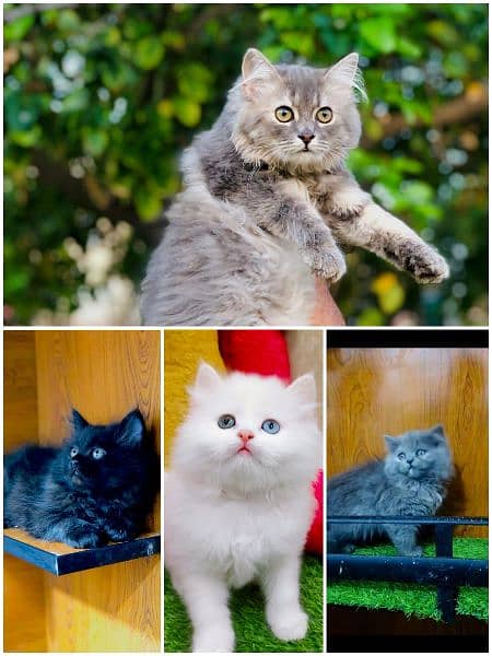 Persian punch face triple coated cat's and kitten's 2