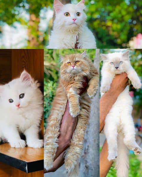 Persian punch face triple coated cat's and kitten's 13