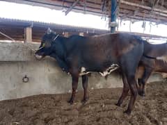 Premier Bull (Indigenous Breeds of Pakistan)