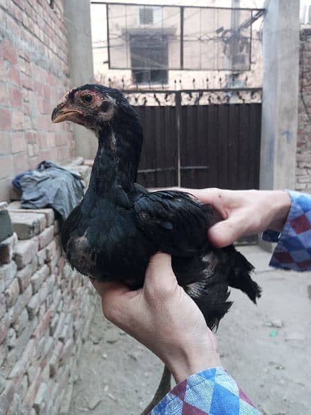 Pure Shamo Chicks for sale urgent 1