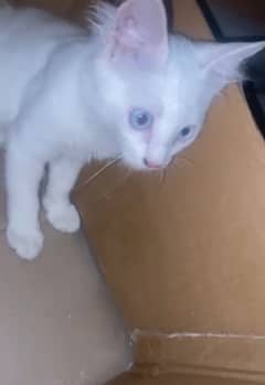 Persian White Female Cat for sale in karachi