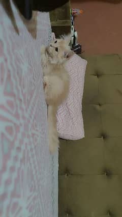 Persian fawn color female triple coat with hazel eyes. litter trained