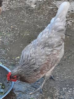 Beautiful Grey Hen & Brown  For Sale - Age 11 Month Almost