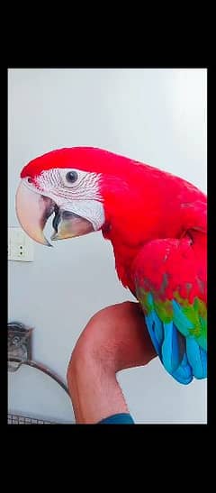 green wing macaw Bule gold cockatoo 0