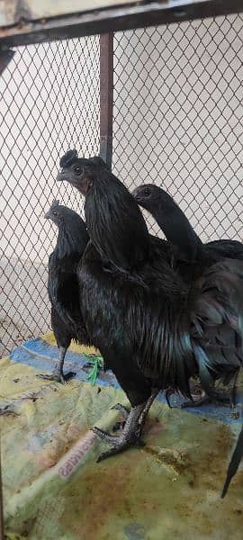 pure ayam cemani blood line eggs for sale and also chicks 0