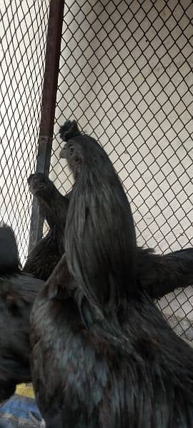 pure ayam cemani blood line eggs for sale and also chicks 1