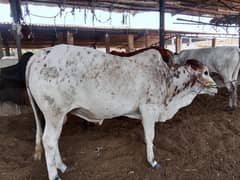 Premier Bull (Indigenous Breeds of Pakistan)