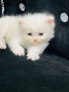 cat/ cats/ kittens/ persian kittens/ persian cats 0