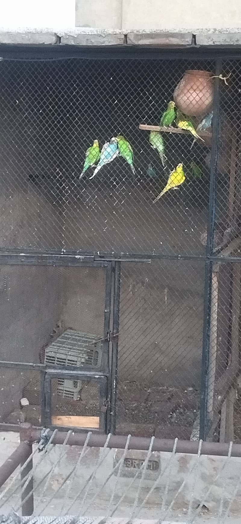 Australia parrot 1