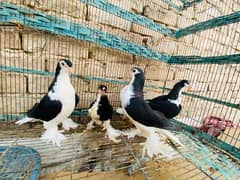 pigeons for sale 0