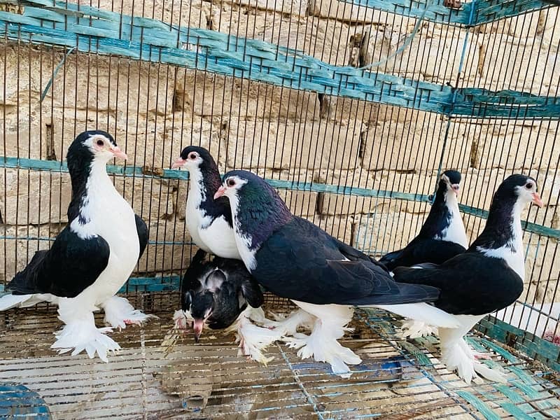 pigeons for sale 1