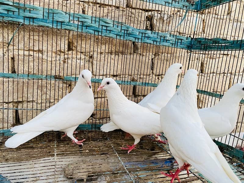 pigeons for sale 2