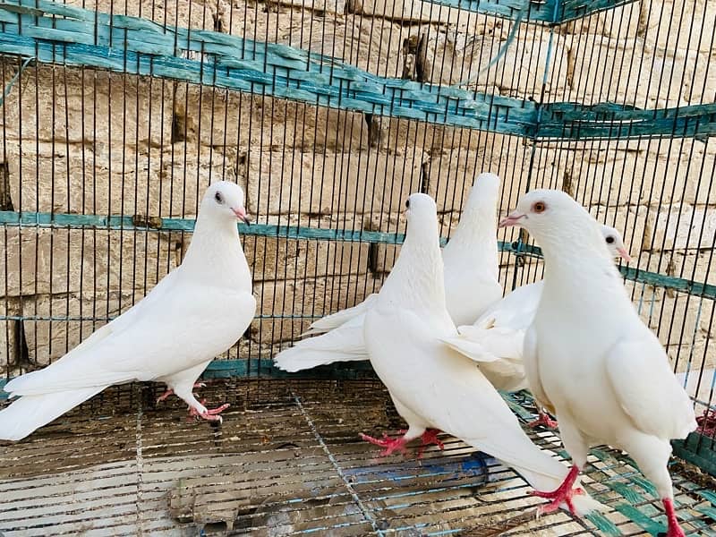 pigeons for sale 5