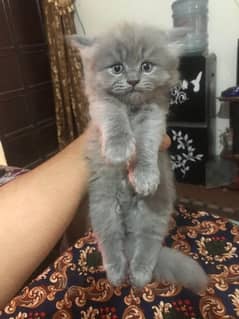 persian kitten tripple coated 0